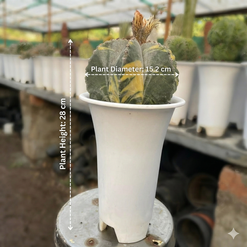 Astrophytum myriostigma multicostume variegated