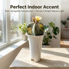 Astrophytum myriostigma multicostume variegated