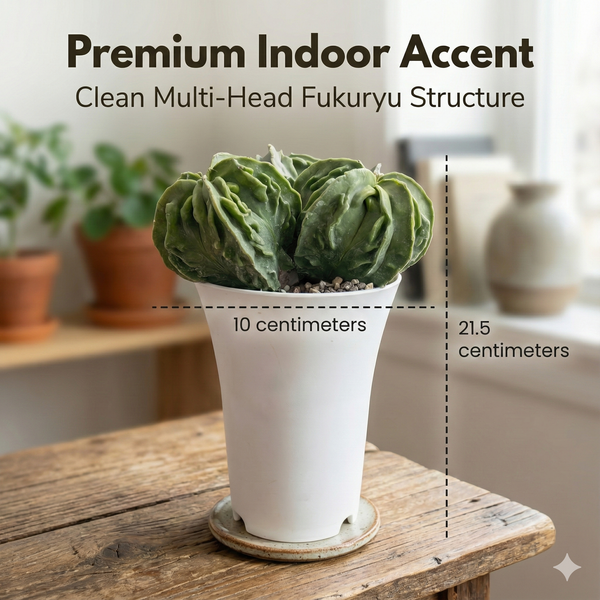 Astrophytum myriostigma nudum cv Fukuryu multiheaded