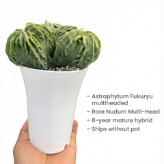 Astrophytum myriostigma nudum cv Fukuryu multiheaded