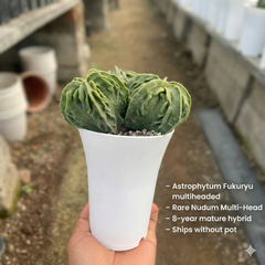 Astrophytum myriostigma nudum cv Fukuryu multiheaded
