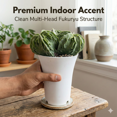 Astrophytum myriostigma nudum cv Fukuryu multiheaded