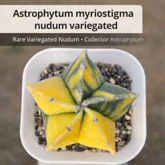 Astrophytum myriostigma nudum variegated