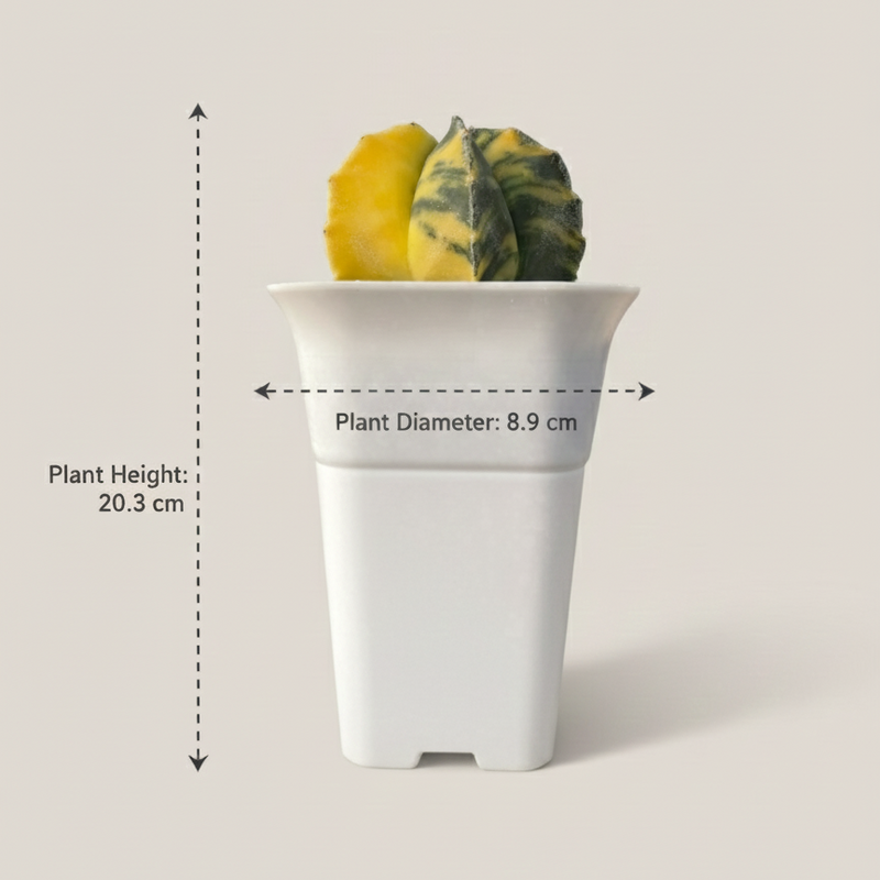 Astrophytum myriostigma nudum variegated