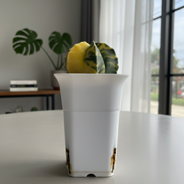 Astrophytum myriostigma nudum variegated