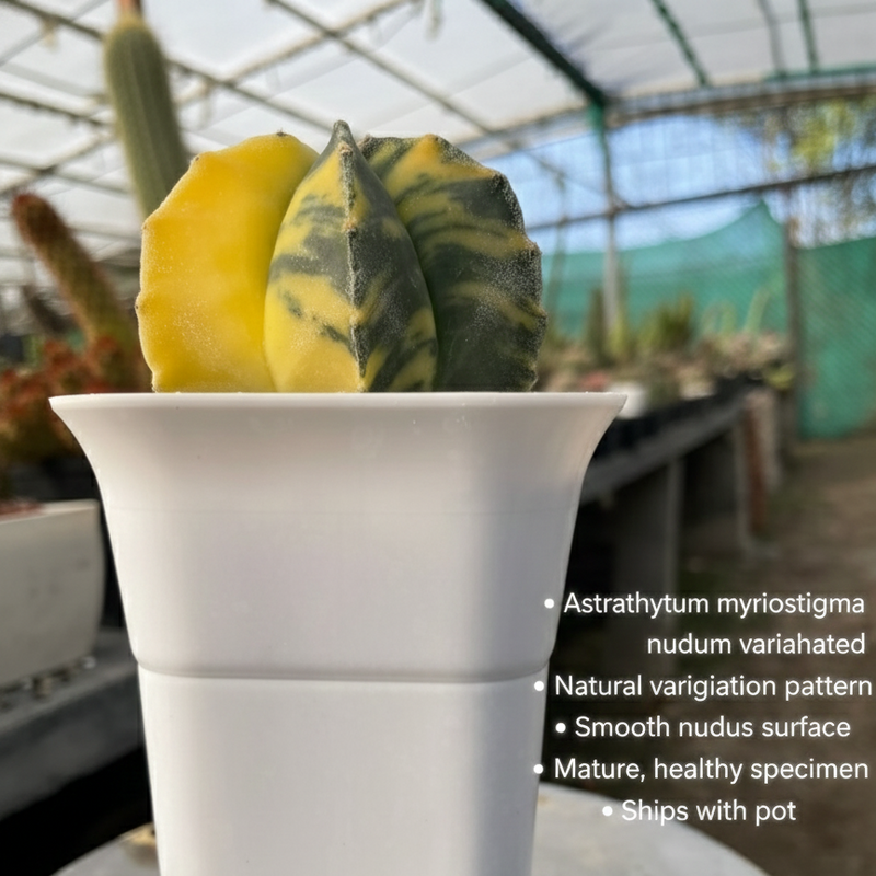 Astrophytum myriostigma nudum variegated