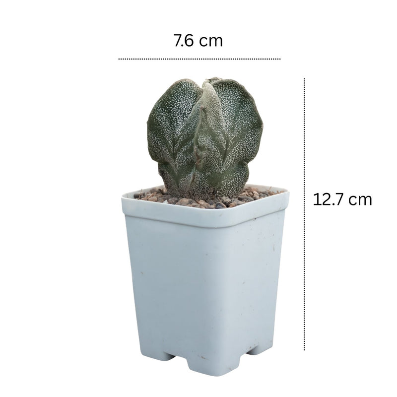 Astrophytum myriostigma pantacostum