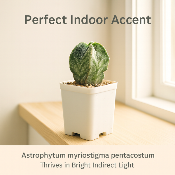 Astrophytum myriostigma pantacostum