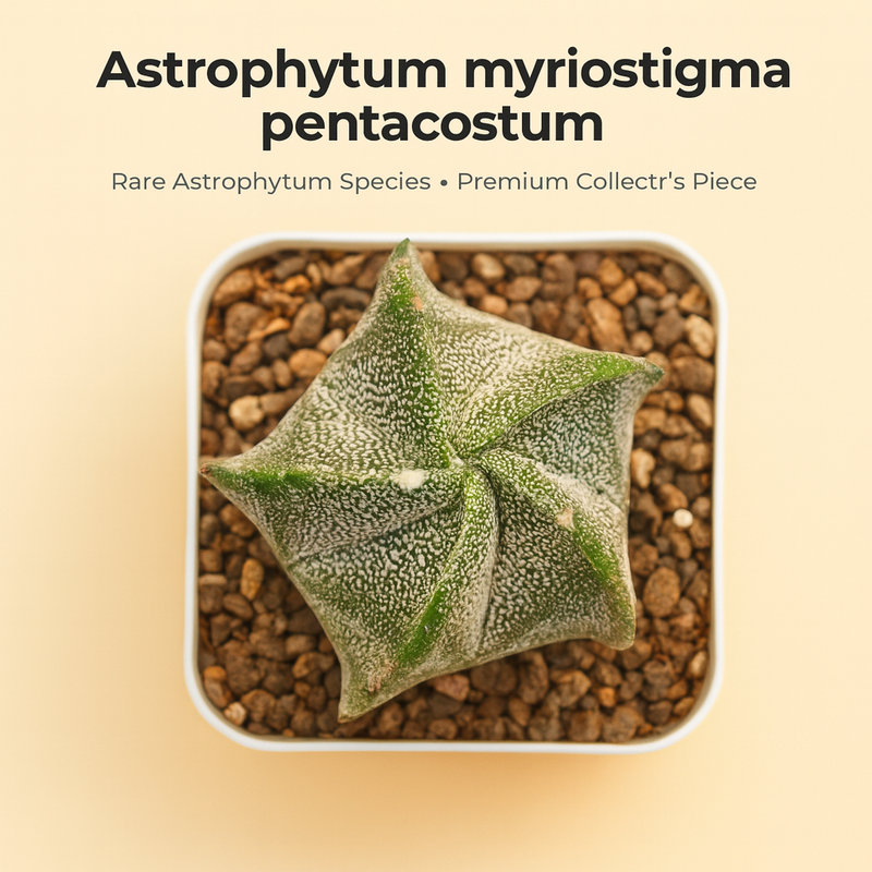 Astrophytum myriostigma pantacostum
