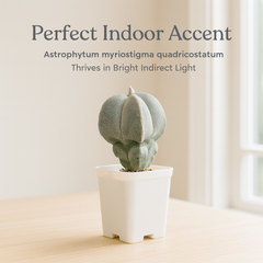 Astrophytum myriostigma pentacostum