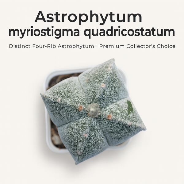 Astrophytum myriostigma pentacostum