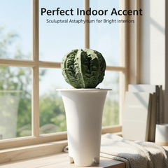 Astrophytum nudum multicostatus haku fukru F.6877