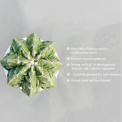 Astrophytum nudum multicostatus haku fukru F.6877