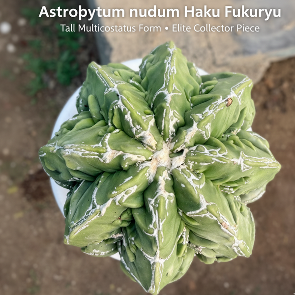 Astrophytum nudum multicostatus haku fukru F.6877