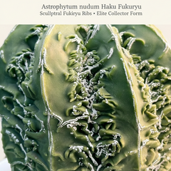 Astrophytum nudum multicostatus haku fukru F.6177
