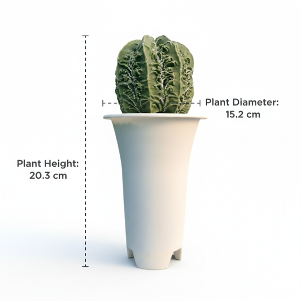 Astrophytum nudum multicostatus haku fukru F.6177