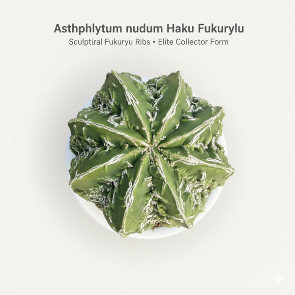 Astrophytum nudum multicostatus haku fukru F.6177