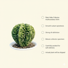 Astrophytum nudum multicostatus haku fukru f.416