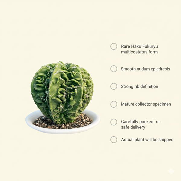 Astrophytum nudum multicostatus haku fukru f.416