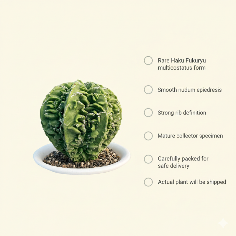 Astrophytum nudum multicostatus haku fukru f.416