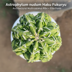 Astrophytum nudum multicostatus haku fukru f.416
