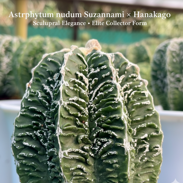 Astrophytum nudam cv Suzannami + hanakago F.671