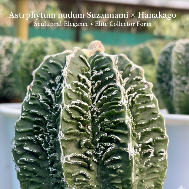 Astrophytum nudam cv Suzannami + hanakago F.671