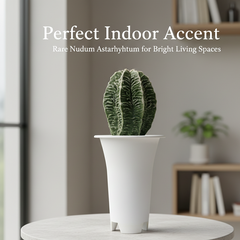 Astrophytum nudam cv Suzannami + hanakago F.671