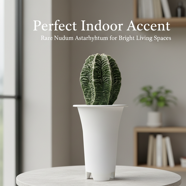 Astrophytum nudam cv Suzannami + hanakago F.671