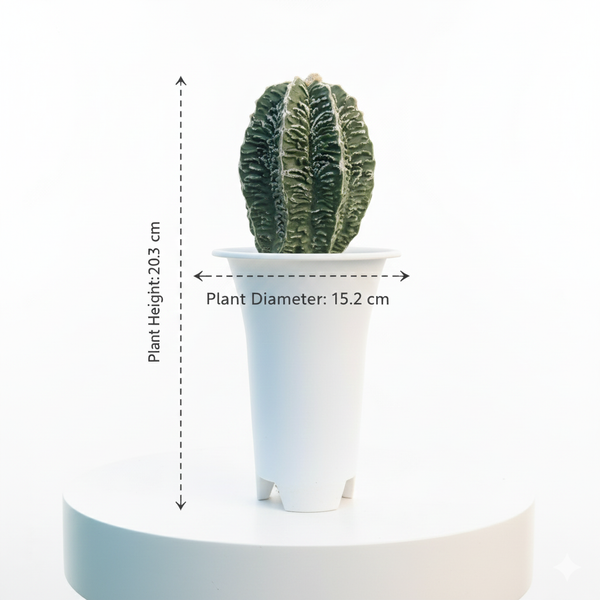 Astrophytum nudam cv Suzannami + hanakago F.671