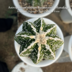 Astrophytum nudam cv Suzannami + hanakago F.671