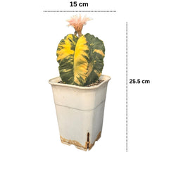 Astrophytum nudum columnare variegated