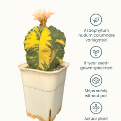 Astrophytum nudum columnare variegated