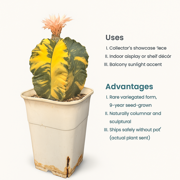 Astrophytum nudum columnare variegated