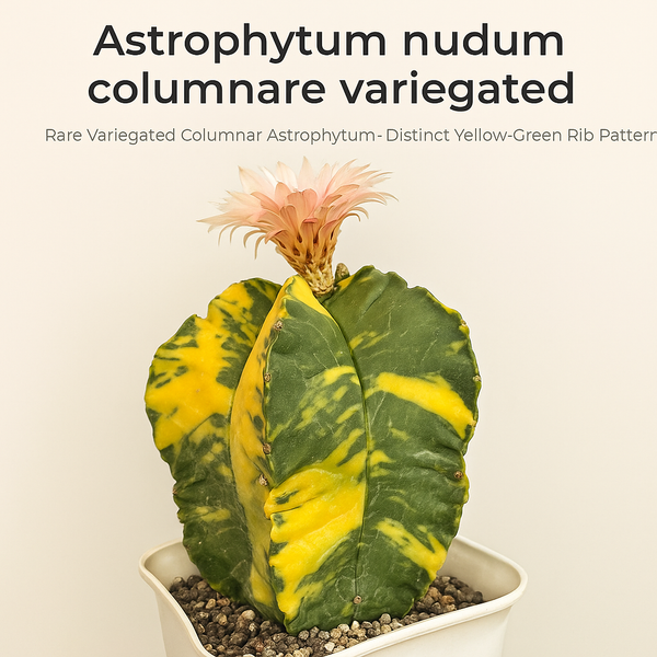 Astrophytum nudum columnare variegated