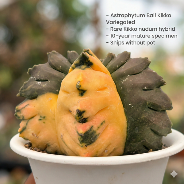Astrophytum nudum cv Ball Kikko Variegated