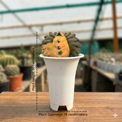 Astrophytum nudum cv Ball Kikko Variegated