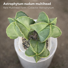 Astrophytum nudam multihead