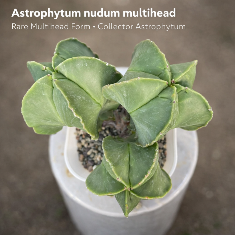 Astrophytum nudam multihead