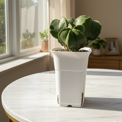 Astrophytum nudam multihead