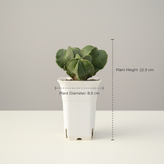 Astrophytum nudam multihead