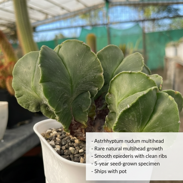 Astrophytum nudam multihead