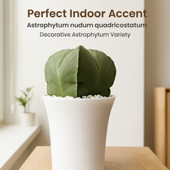 Astrophytum nudum quadricostatum
