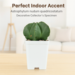 Astrophytum nudum quadricostatum