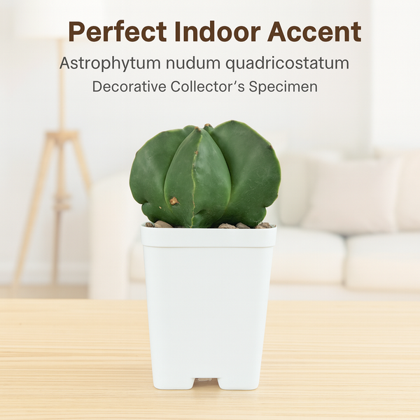 Astrophytum nudum quadricostatum