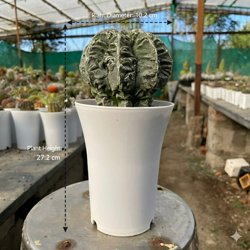 Astrophytum onzuka cv hanakago F.0011