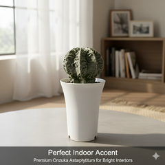 Astrophytum onzuka cv hanakago F.0011