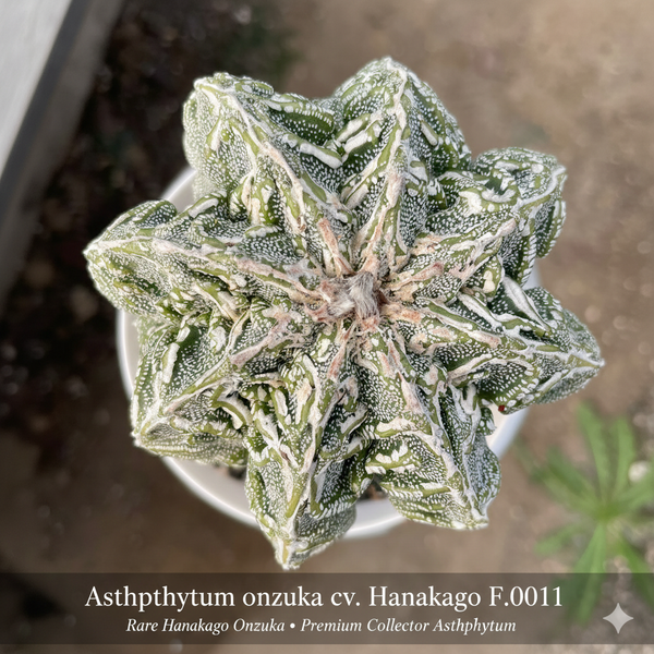Astrophytum onzuka cv hanakago F.0011
