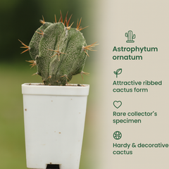 Astrophytum ornatum