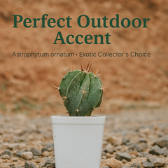 Astrophytum ornatum